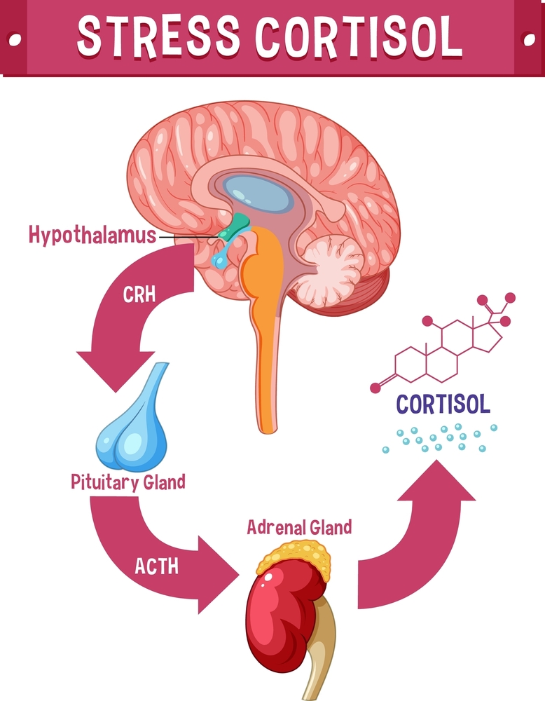 رازهای هورمون کورتیزول: از انرژی‌زایی تا استرس مزمن