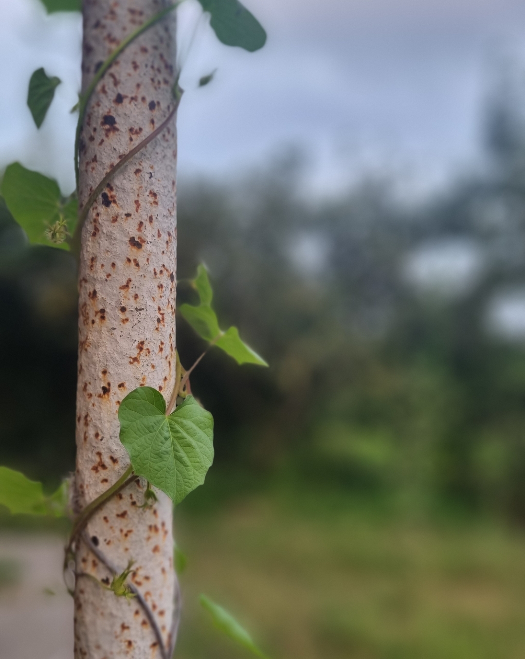 نامه صد و سی و دو ( حواسم بهت هست )