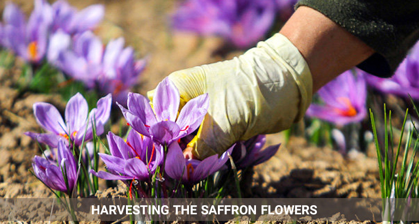 harvesting saffron flowers