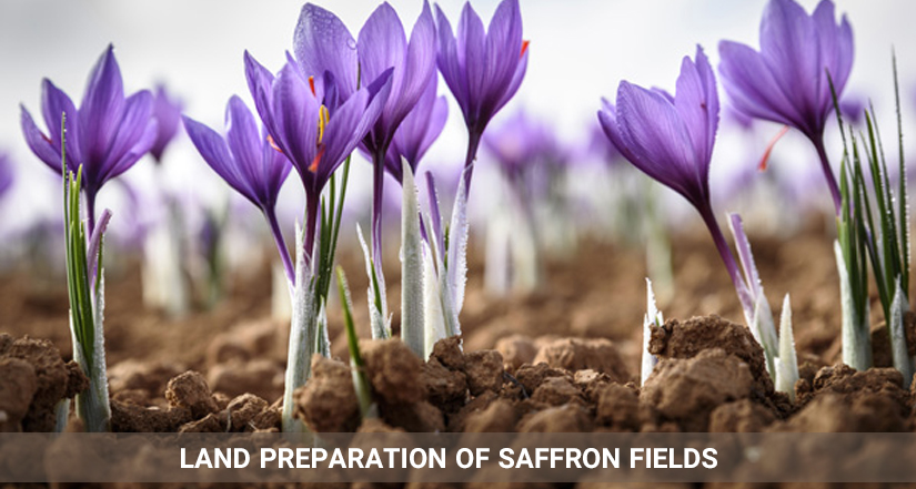 land preparation of saffron fields