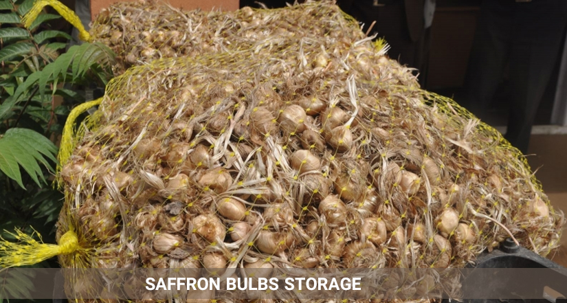 saffron bulbs storage