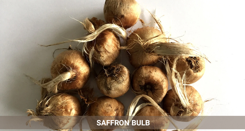 saffron bulb