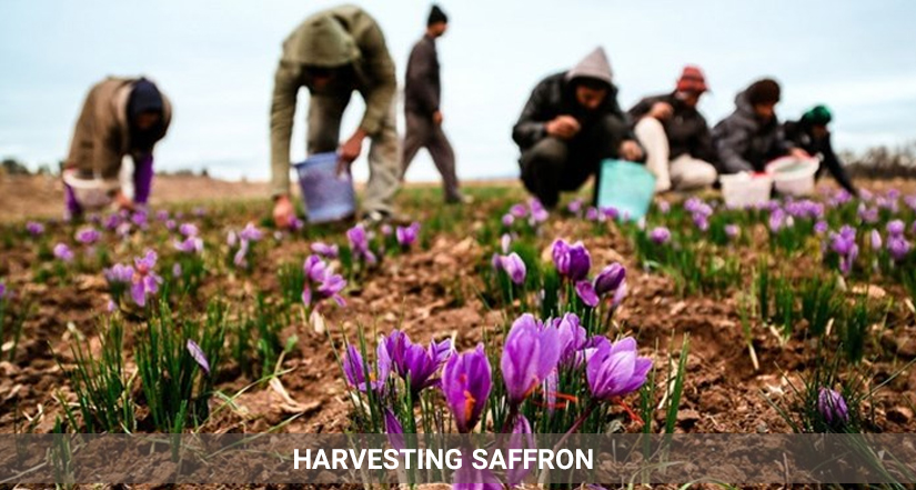 harvesting saffron