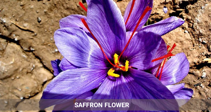saffron flower