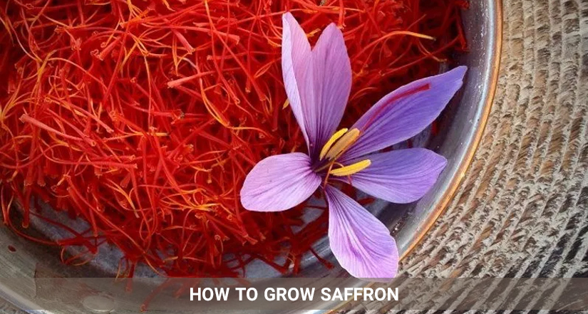 how to grow saffron