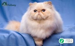 معرفی گربه نژاد پرشین یا پرشین کت