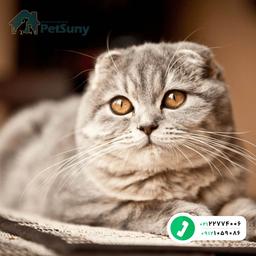 معرفی نژاد اسکاتیش فولد - Scottish Fold