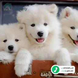 معرفی نژاد سامویید - Samoyed - پت سانی