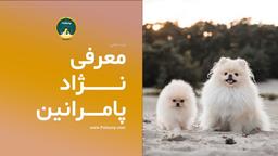 معرفی سگ نژاد پامرانین - پت سانی