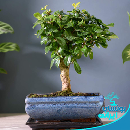 آشنایی با بونسای کارمونا گلدار