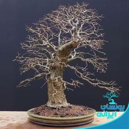 روش احیا و درمان بونسای