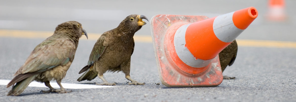 پرندگان نیوزلندی می‌توانند مثل انسان پیش‌بینی کنند