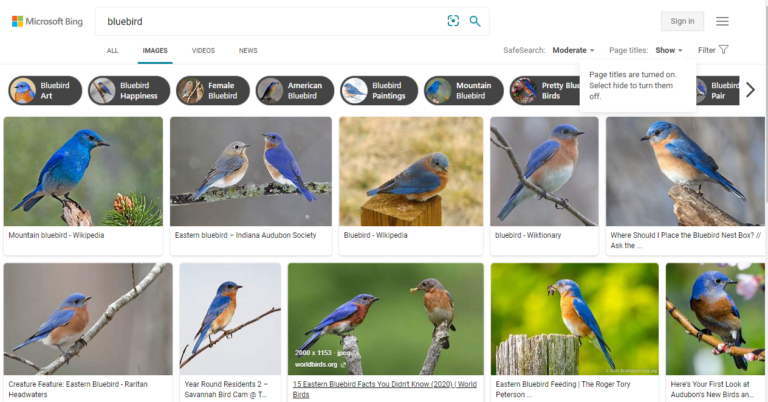 شکل ۸.موتور جستجوی تصویر Bing
