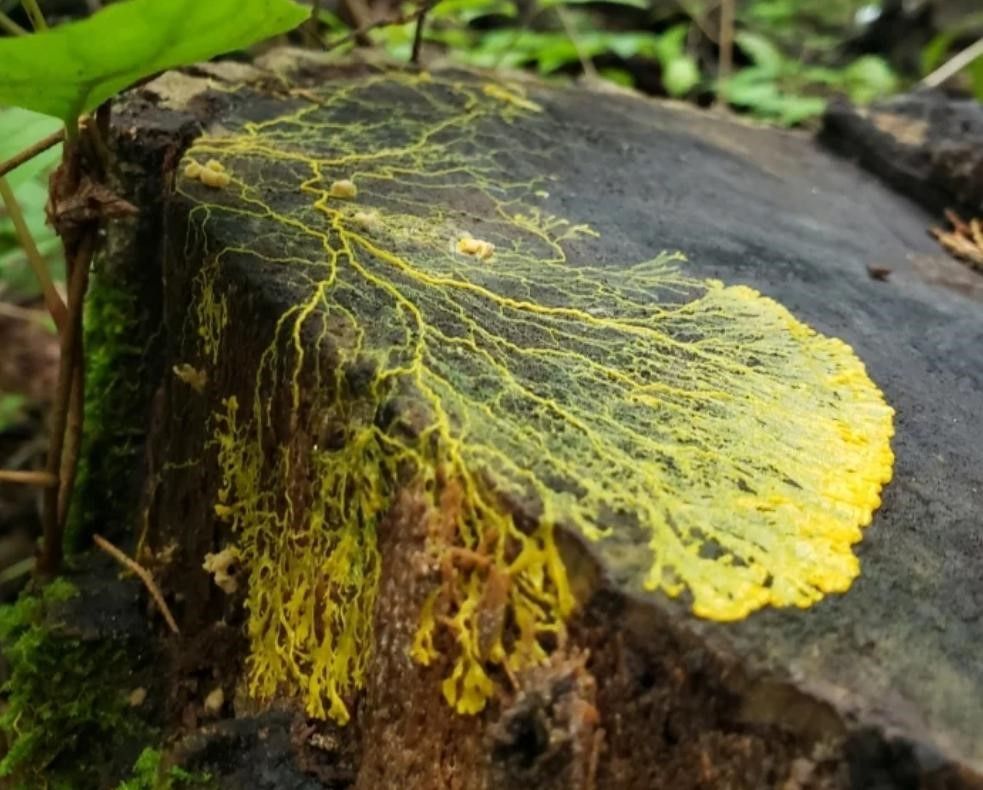 این لغزنده و خزنده عجیب و غریب هوشمند درک ما از هوش را دوباره تعریف میکند