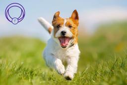 اجازه دهید سگها اطراف را بو بکشند