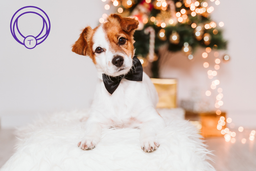 چه روش ها و تکنیک هایی برای تزیین قلاده سگ وجود دارد؟