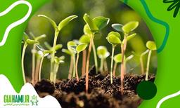 ویژگی های یک بذر خوب