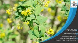 خرید زرشک تازه