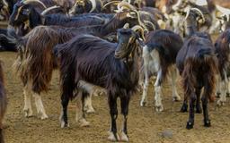 بهترین نژاد بزهای شیری و گوشتی