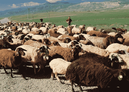 معرفی نژاد گوسفندان