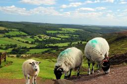 چگونه گوسفند زنده خوب بخریم؟