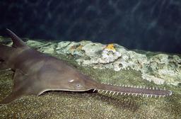 دانستنى هاى اره ماهى