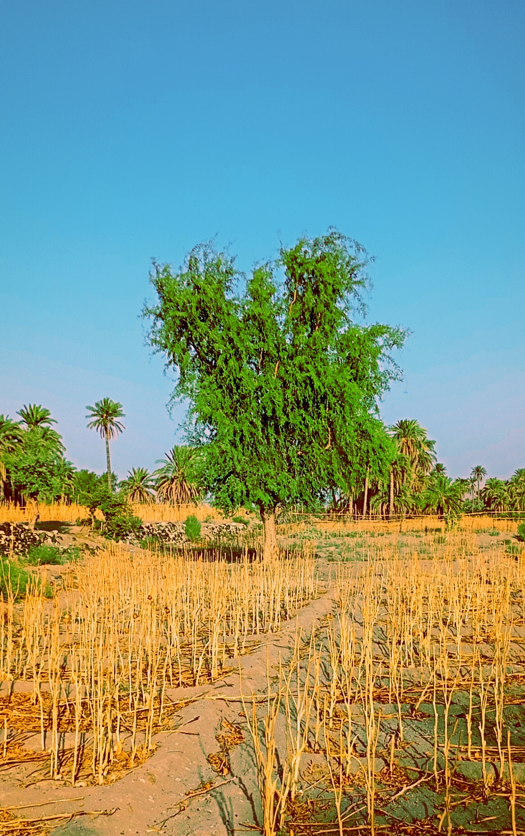 "و کاش میتوانستم خود را همچون درختی میان سینهات بکارم"