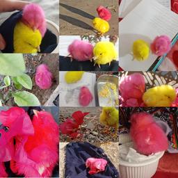 تجربه ی مادری با جوجه