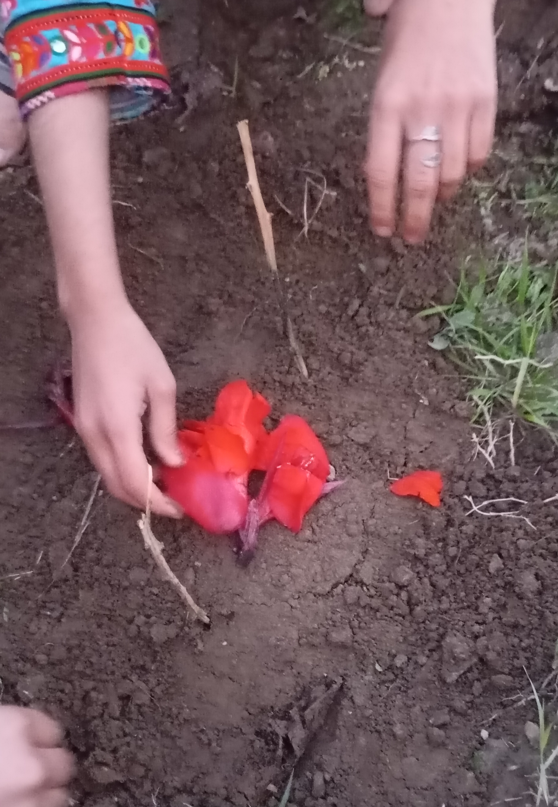 قبر نارنجی که از باغ کش رفتیم.