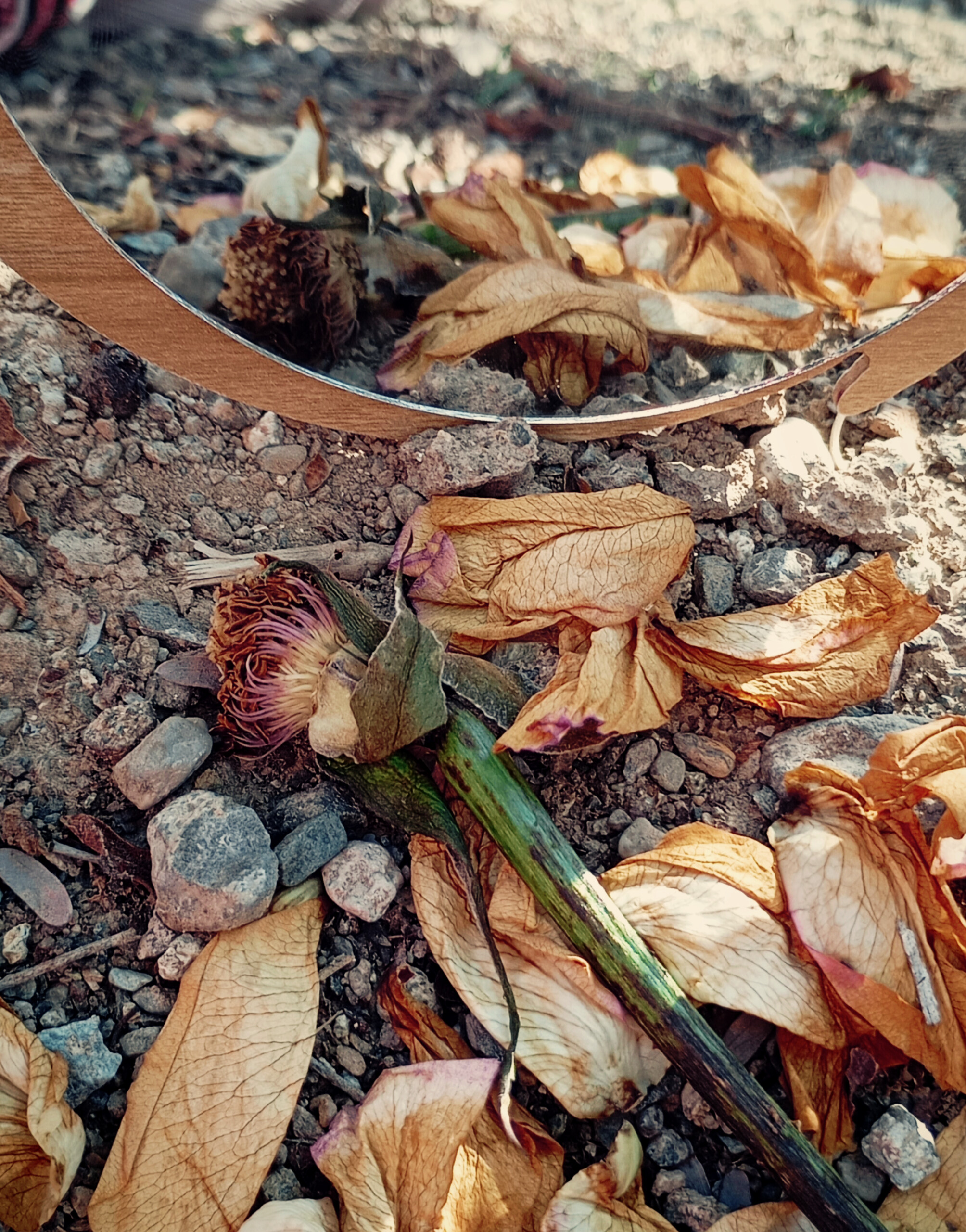 بیایید عکس بزاریم