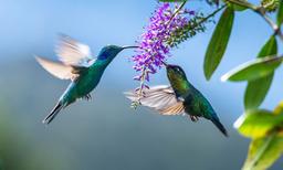 همه چیز در رابطه با الگوریتم مرغ مگسخوار