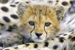 بقای سومین توله یوز ایران در گروی مدیریت درست است