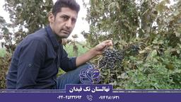 معرفی ارقام نهال انگور برتر خارجی