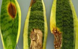 علت زرد شدن برگ سانسوریا  - خشک شدن سانسوریا