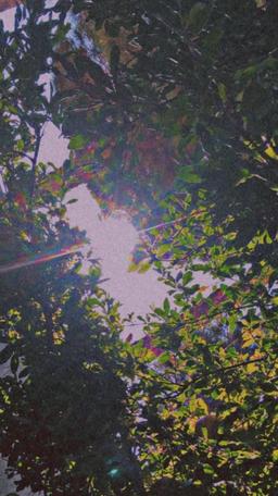 پرنیان ناصری