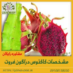 مشخصات کاکتوس دراگون فروت | پیتایا | میوه اژدها