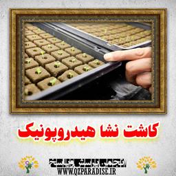 نشاء چیست و روش کاشت با علم روز