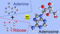 آدنوزین چیست ؟