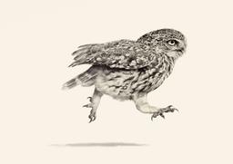 خرید جغد برای عید (تجربه ی من از اسکیزوفرنی، قسمت دوم)