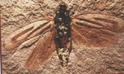 چقدر حشرات رو میشناسید؟؟؟