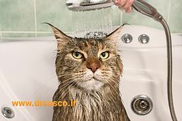 تعداد دفعات مورد نیاز جهت حمام گربه و سگ