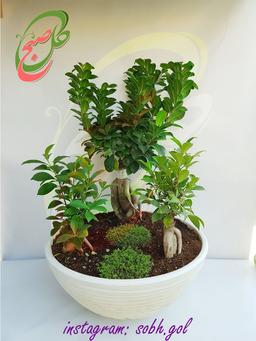 جامع ترین مقاله بونسای