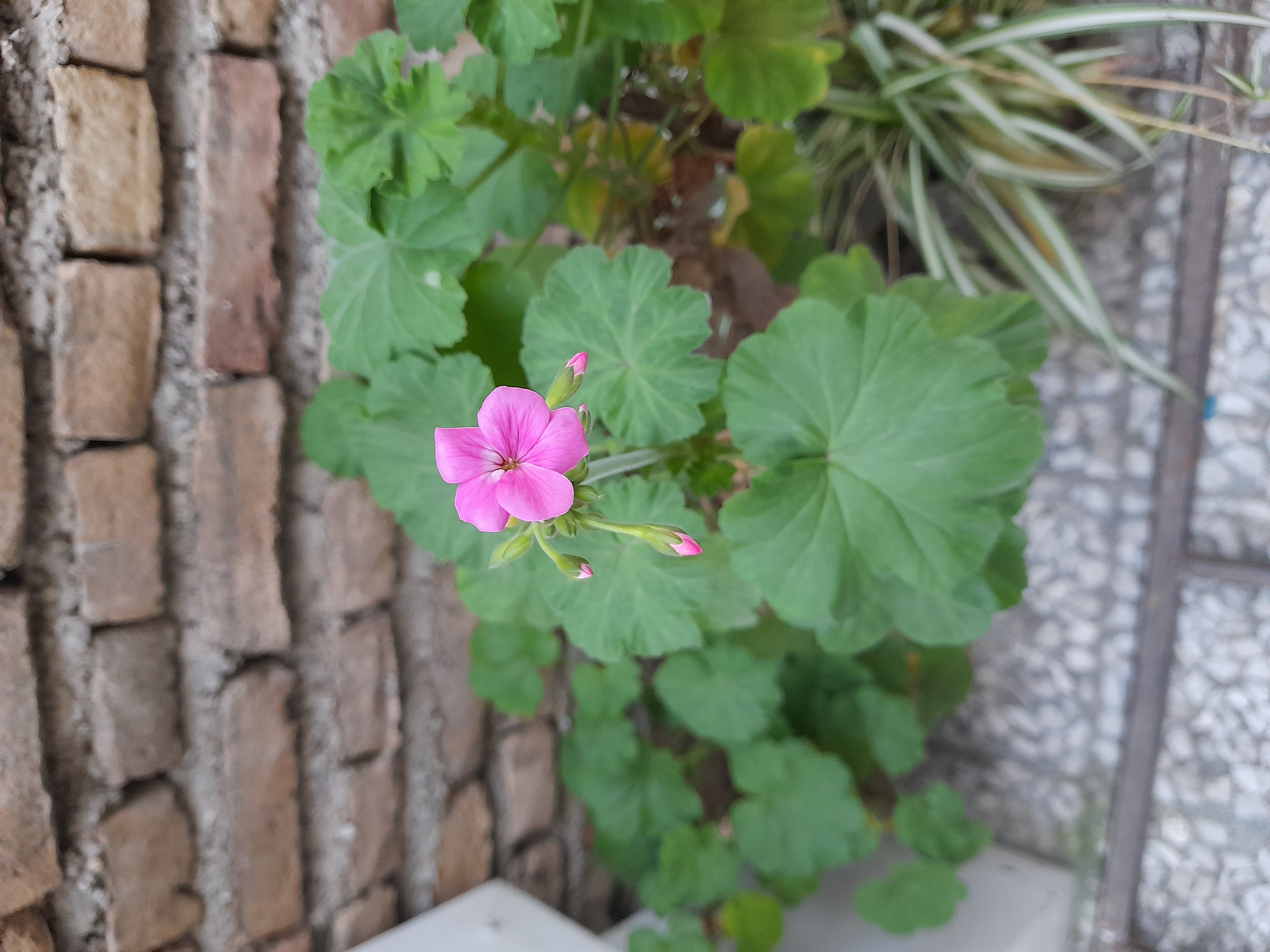 در دل سرمای پاییز گل داد