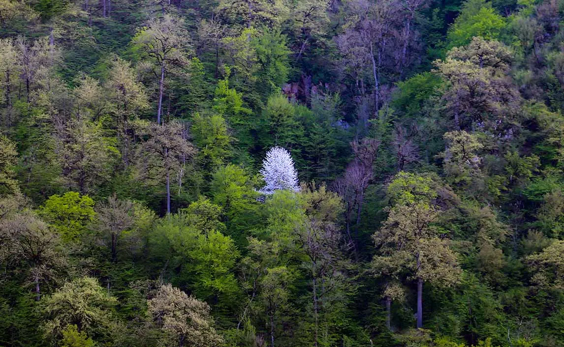 جنگل‌های هیرکانی در کدام استان‌ها قرار دارند؟