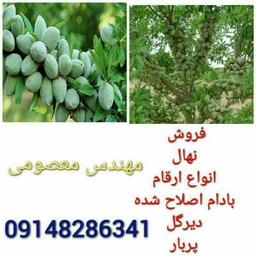 درآمد میلیاردی از بادام کاری!