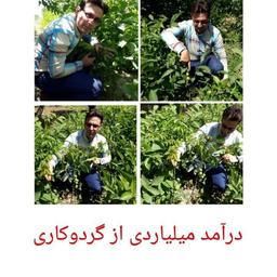 ? خلاصه طرح توجیهی احداث یک هکتار باغ گردو خوشه ای: