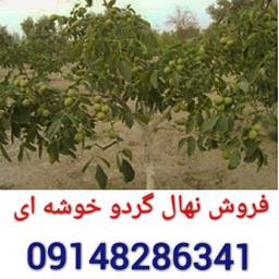 فروش نهال گردو فرنور 09148286341