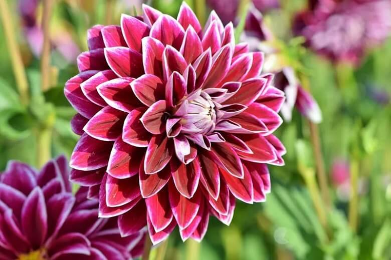 دالیا | Dahlia