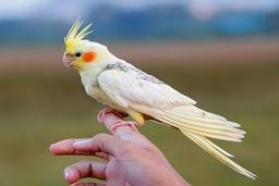 آشنایی با نحوه نگهداری از عروس هلندی