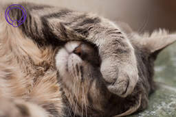 علائم مشکلات گوارشی گربه‌ها